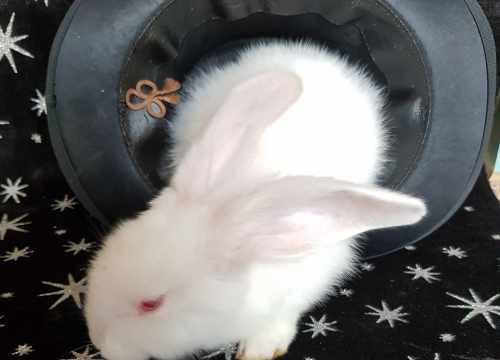 lapin de magicien
