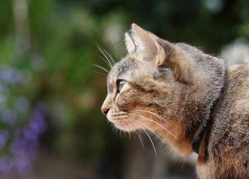 Les animaux les plus propres