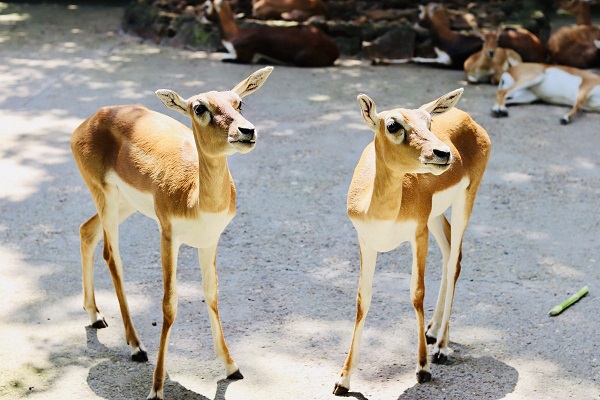 blog dédié aux animaux