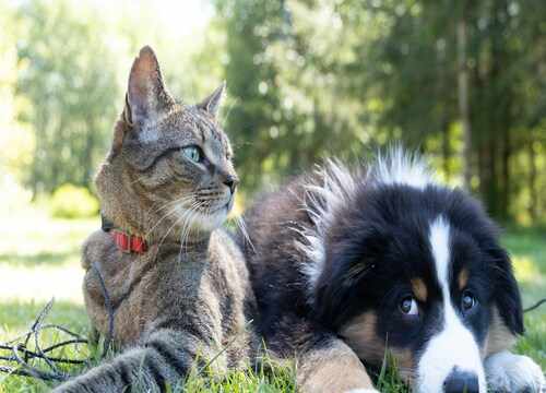 Chat et chien ensemble dehors
