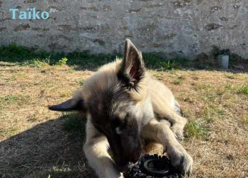 Chien qui s'occupe avec le pneu de mastication Oria & Co