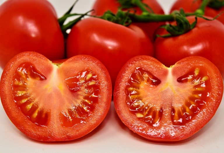 Culture de la tomate