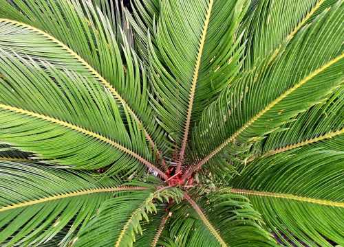 Gamme de plantes exotiques et méditerranéennes en plein développement dans un jardin paysager (Agave, Cycas, Yucca, palmiers…)