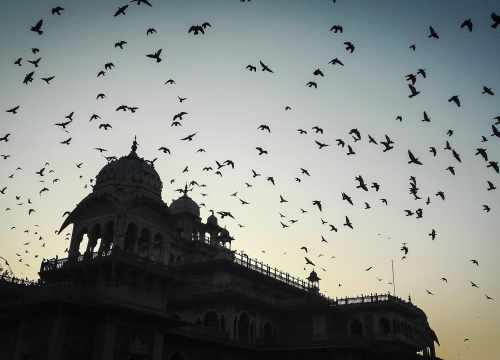 Vol d'oiseau au dessus d'un monument