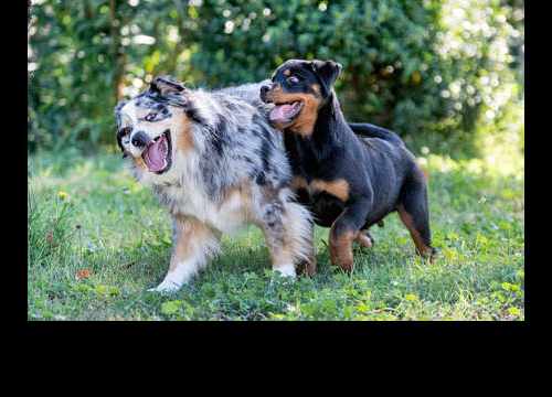 des chiens qui jouent