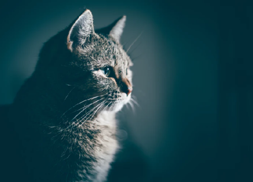 comprendre le miaulement du chat