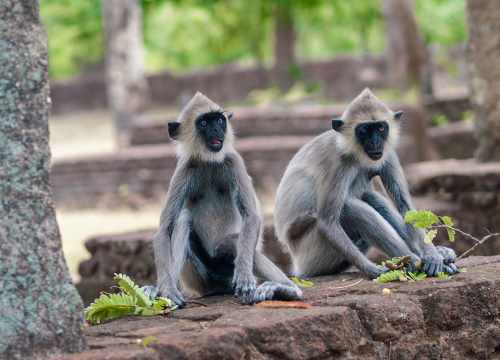 Sri Lanka singes