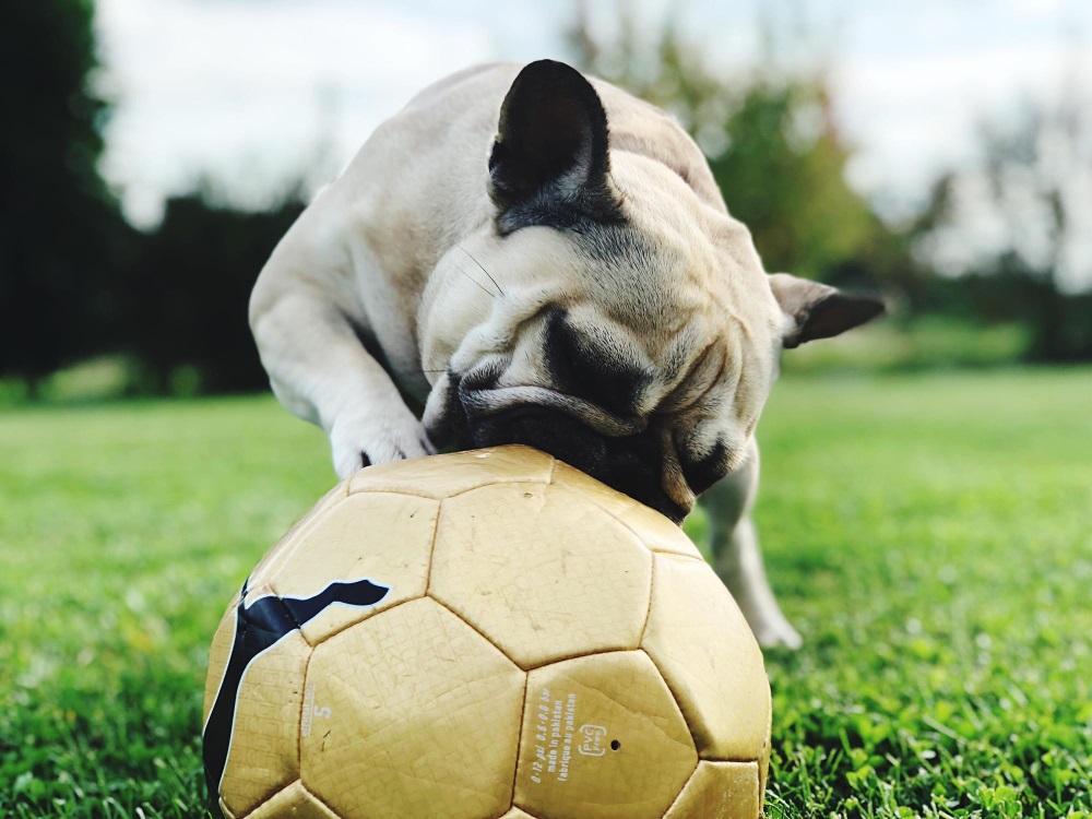 Les Animaux sur le Terrain