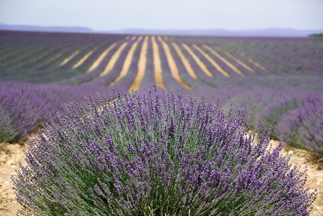  Provence