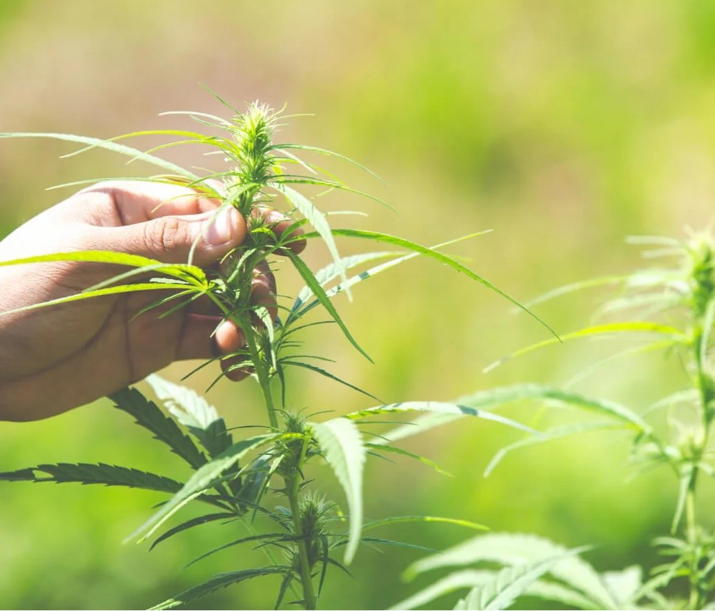 CBD en France