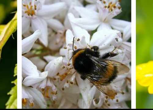 Pourquoi sauver les nids de bourdons?