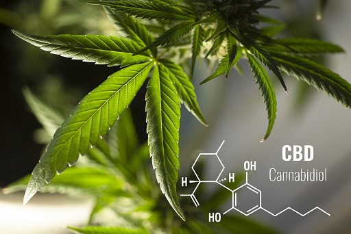 dangers du cbd ?