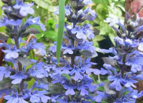 Turkesterone en France : Effets, Dangers et notre avis