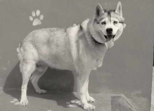 croqueuse de livreurs