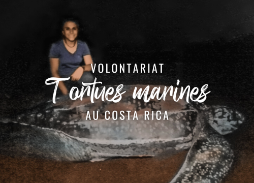 Volontariat tortues marines