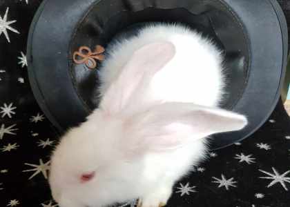 lapin de magicien
