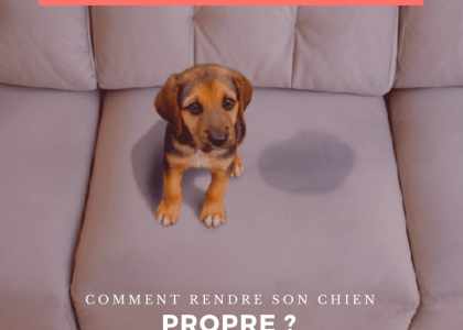 Apprendre la propreté à son chiot