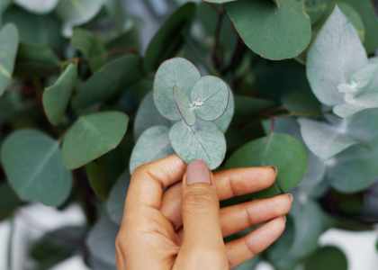 Les bienfaits de l'huile d'eucalyptus