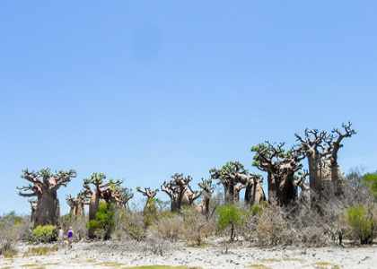 Exploration en profondeur de la Côte des Baobabs