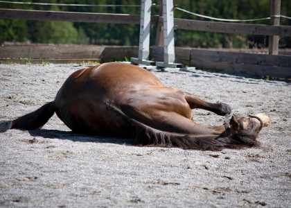 Gestion de la jument en gestation et du poulinage
