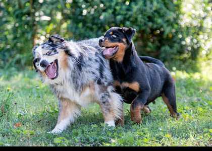 des chiens qui jouent