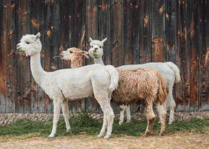 La laine d' Alpaga, la laine de dieux