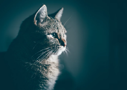 comprendre le miaulement du chat