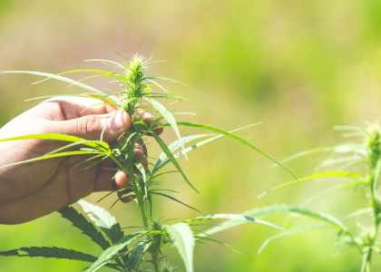 CBD en France