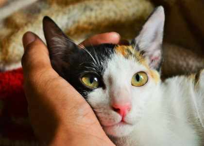 tout savoir sur les animaux