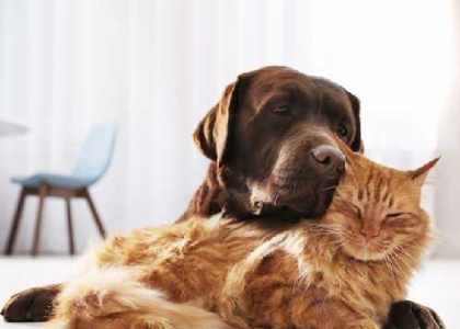 Quel type d'animal de compagnie pour ma maison ?