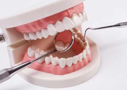 types de dents et les rôles respectifs