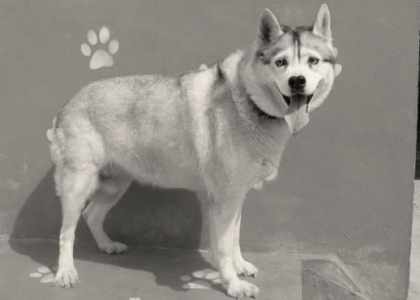 croqueuse de livreurs