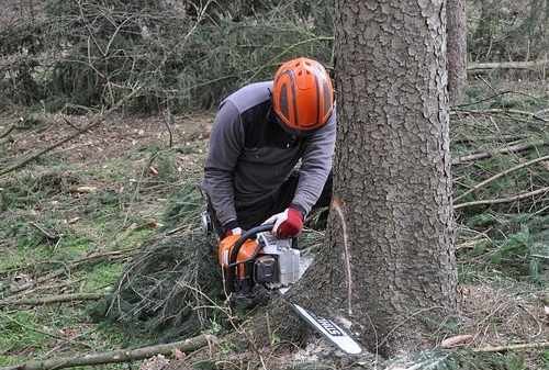 Bucheron et tronçonneuse en plein travail