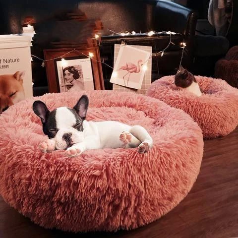 Amis du chien