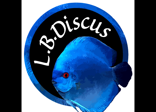 LB Discus - Le Discus né et élevé en France