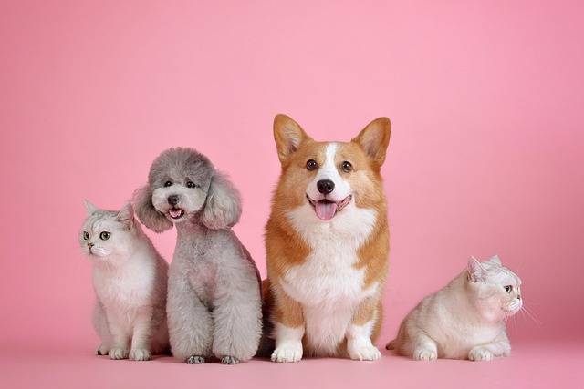 Assure chien