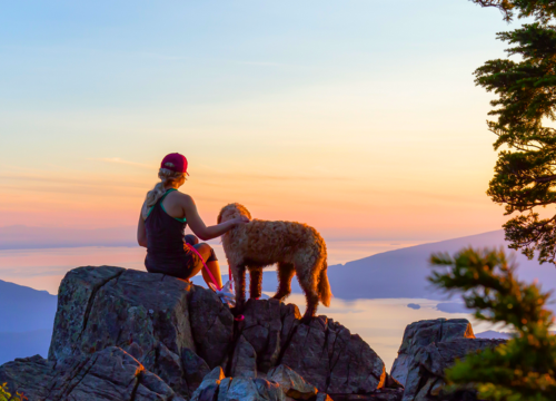 Aventure Canine