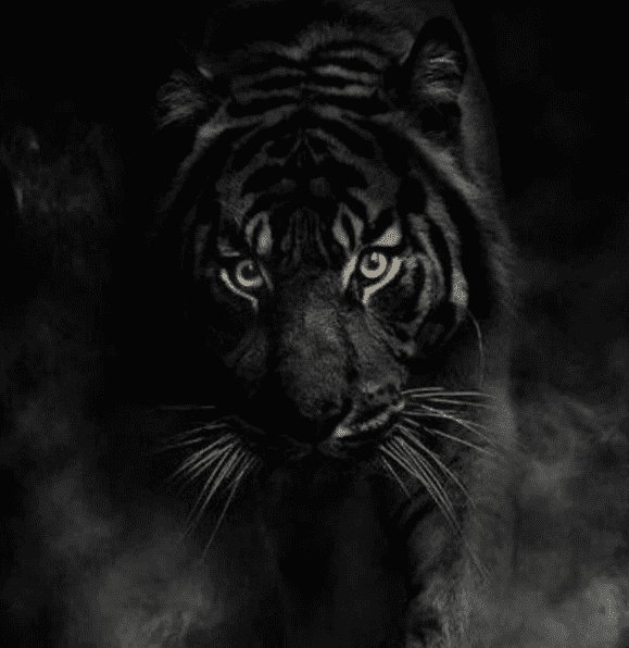 Un tigre de couleur noir 