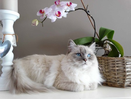 Boutique Chat