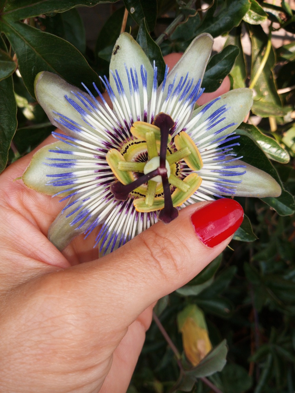 Bulle de Soi