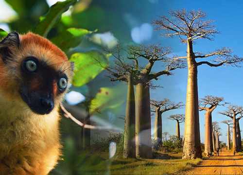 voyage Madagascar safari nature Cactus Tours