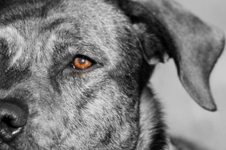 Tête de chien de profil