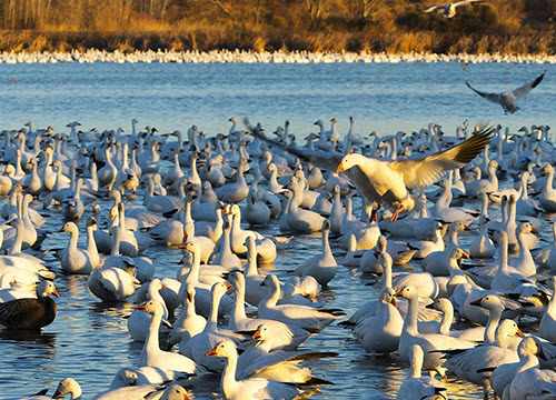 Pourvoirie Chasse Oies Blanches