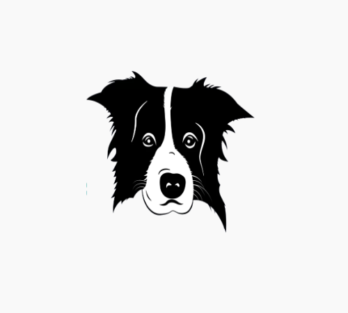 border collie
