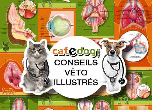 Conseils vétérinaires illustrés pour le chat et le chien