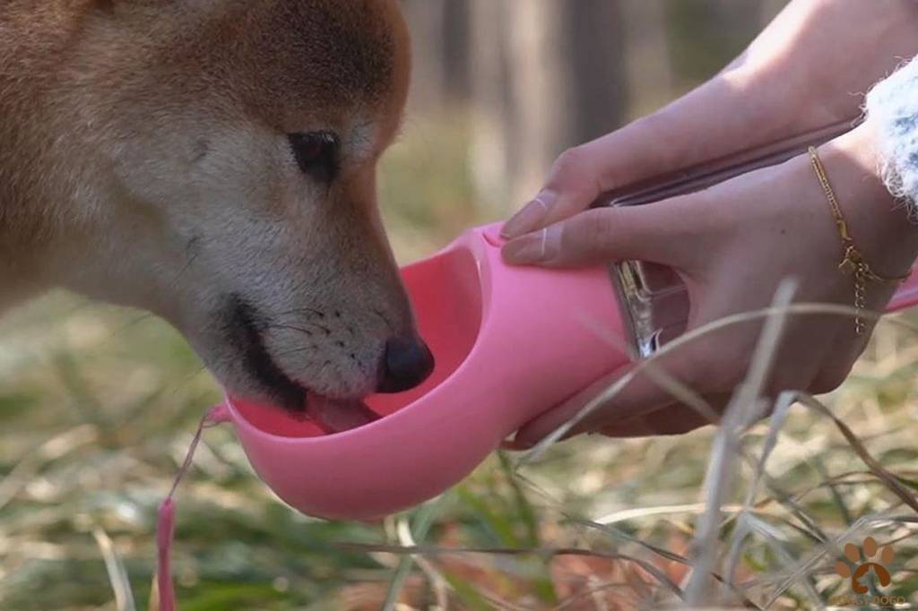 Doggy Dogo