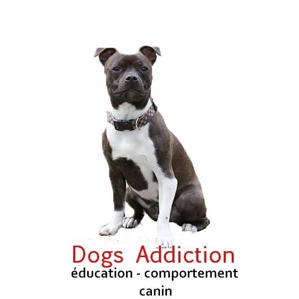 éducation canine et comportement genève