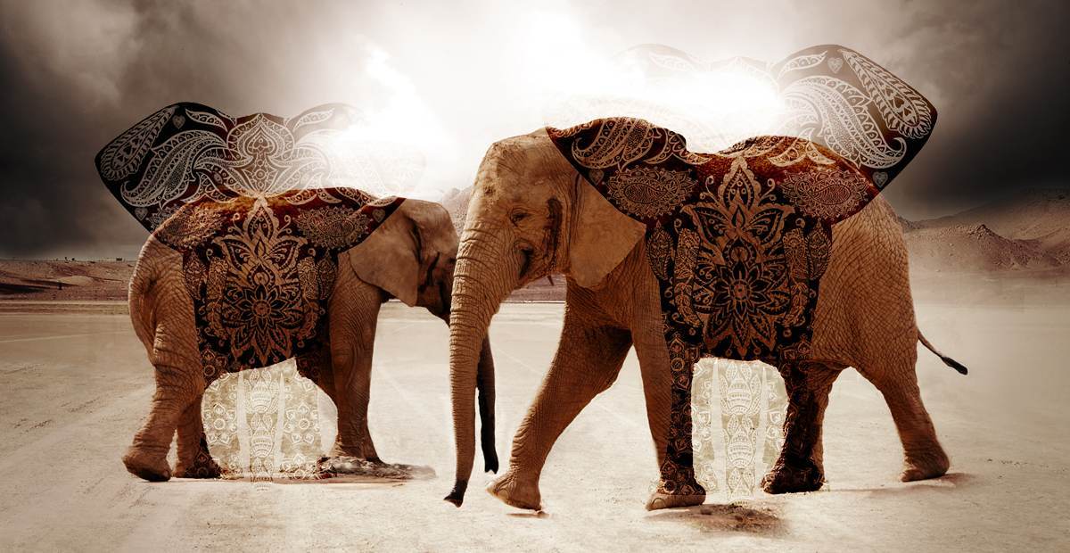 Le blog ultime consacré aux éléphants