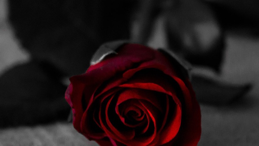 rose eternelle