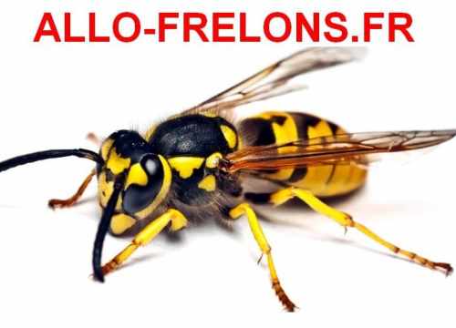 Nids de frelons, tarn et garonne